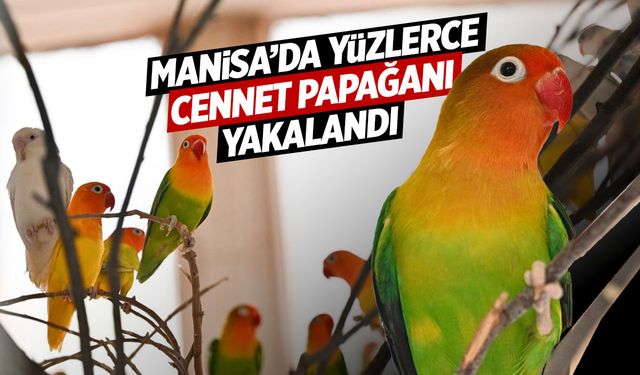 Manisa'da el konulan cennet papağanları Gaziantep'e götürüldü