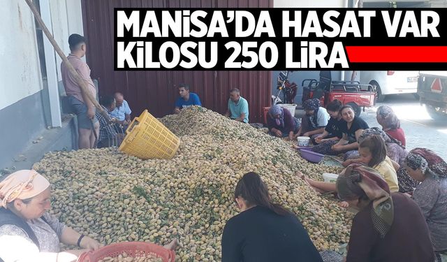 Manisa’da hasat başladı… Kilosunu 250 liradan satacaklar