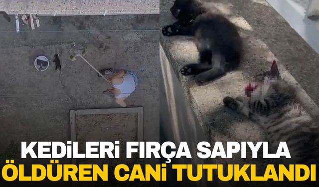 Manisa'da kedi yavrularını fırça sapıyla öldüren şahıs tutuklandı