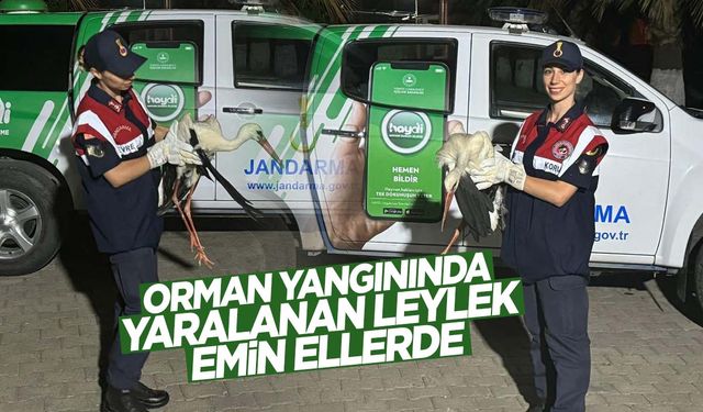 Manisa’da orman yangınında yaralanan leylek kurtarıldı