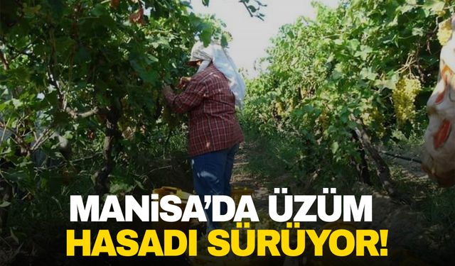 Manisa’da üzüm mesaisi sürüyor