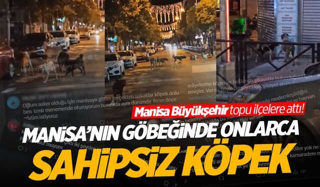 Sosyal medya Manisa'yı konuşuyor! 8 Havuzundaki onlarca sahipsiz köpek gündem oldu