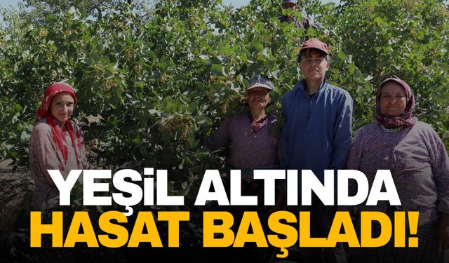 Manisa’nın yeşil altını! Hasat başladı