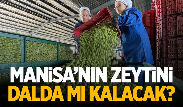 Manisa’nın Zeytini Dalında Mı Kalacak? Manisalı Vekilden Domates Benzetmesi