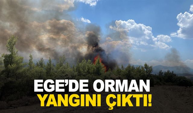 Muğla'da orman yangını! Rüzgarın etkisiyle yayıldı