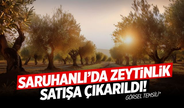 Saruhanlı’da zeytinlik satışa çıkarılıyor