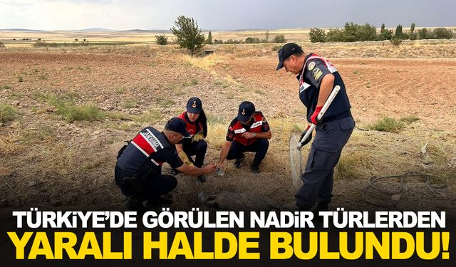 Türkiye’de nadir görülüyordu, yaralı halde yerde bulundu!