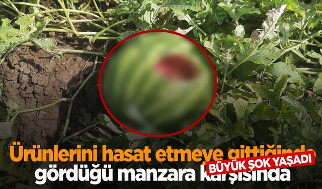 Ürünlerini hasat etmek için tarlaya gitti! Gördüğü manzara karşısında şok geçirdi!