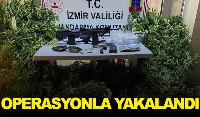 Zeytinlik alanı uyuşturucu tarlasına çevirmiş… Jandarma tarafından yakalandı!