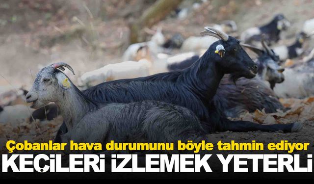 Çobanlar hava durumunu böyle tahmin ediyor… Keçileri izlemek yeterli