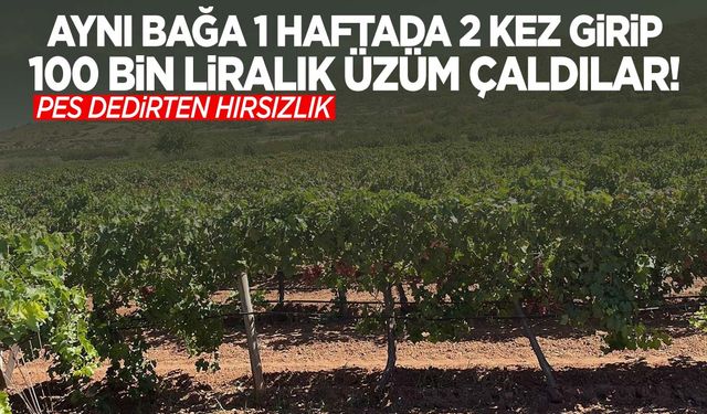 Denizli’de 100 bin liralık üzüm hırsızlığı! Geceden sabaha kadar hasat ederek çalıp satmışlar!