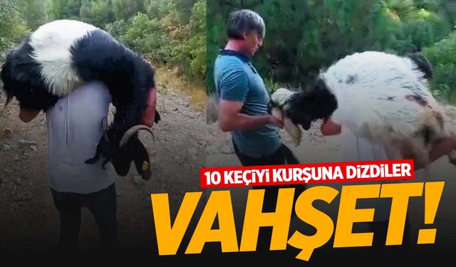 Denizli’de kan donduran olay! Kurşunlanan 10 keçi telef oldu!