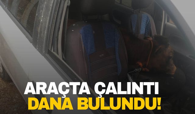 “Dur” İhtarına uymadı, kullandığı araçta çalıntı dana bulundu