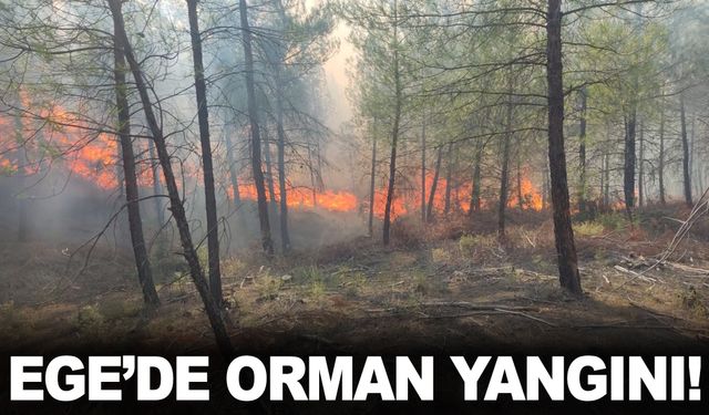 Ege’de orman yangını! Köye yakın ormanda alevler yükseldi