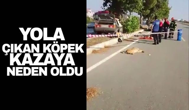 Denizli'de yola çıkan köpek kazaya neden oldu: 1 ölü, 2 yaralı