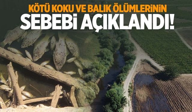 Gediz Nehrindeki balık ölümlerinin nedeni belli oldu!