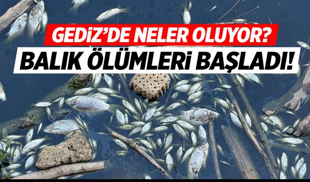 Gediz'de Neler Oluyor? Balık Ölümleri Başladı! Nehrin Rengi Siyaha Döndü!