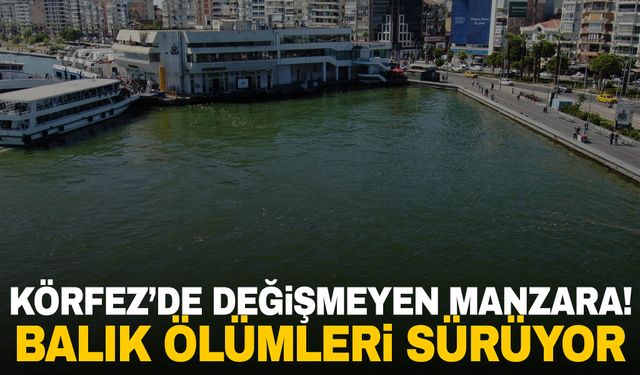 İzmir Körfezi'nde değişmeyen manzara! Ölü balıklar kıyıya vurdu