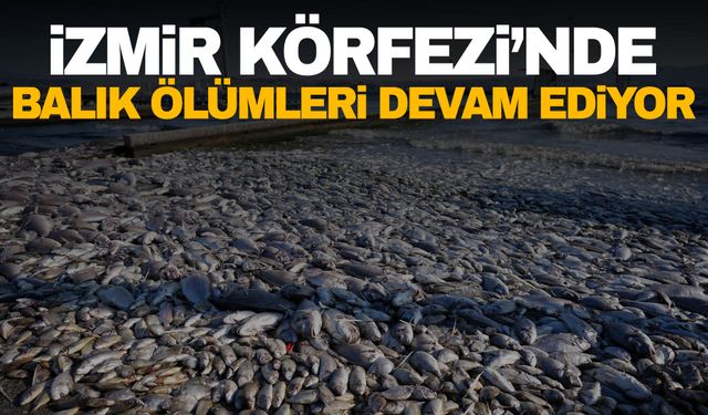 İzmir’de balık ölümleri devam ediyor