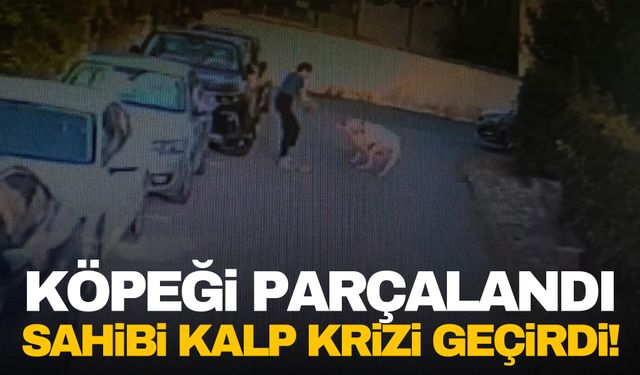 Kangal köpeği, sahipli köpeği parçaladı köpeğin sahibi kalp krizi geçirdi