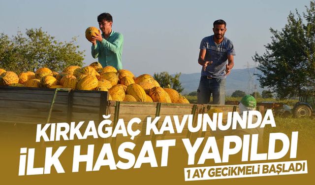 Kırkağaç kavununda hasat başladı… 30 bin ton rekolte bekleniyor!