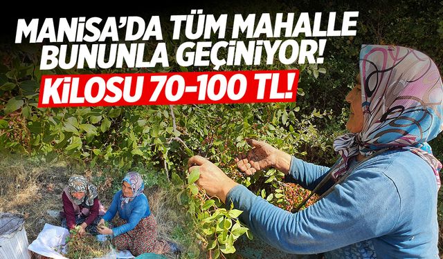 Manisa'da doğada yetişiyor! Kozmetik Firmalarına Gönderiliyor... Kilosu 70-100 TL!