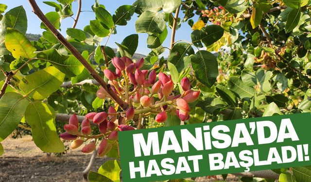 Manisa'da menengiç ağaçlarında hasat başladı