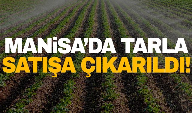 Manisa’da palamutlu tarla satılıyor!