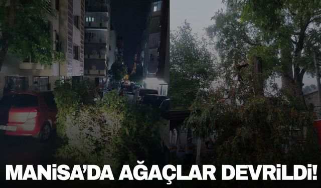 Manisa’da sağanak nedeniyle ağaçlar devrildi