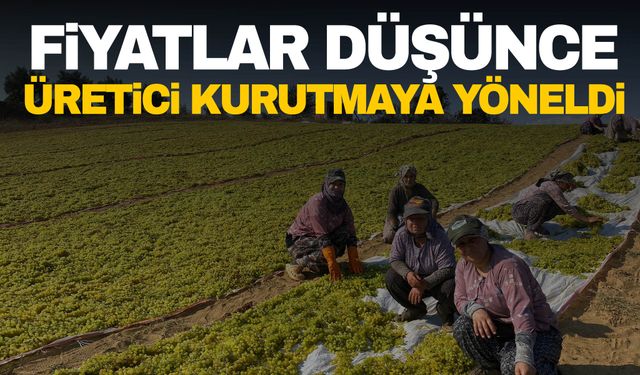 Manisa’da üzümde fiyat düşünce, üreticiler kurutmaya yöneldi