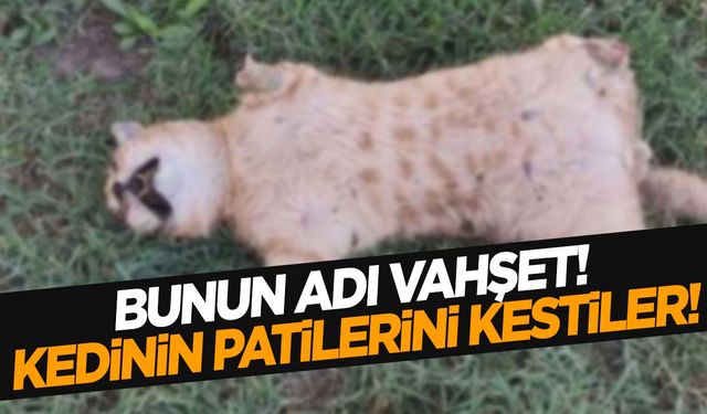 Manisa’da vahşet! Kedinin 4 patisini kesip attılar!