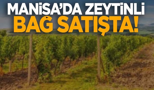 Manisa’da zeytinli bağ satışa çıkarıldı!