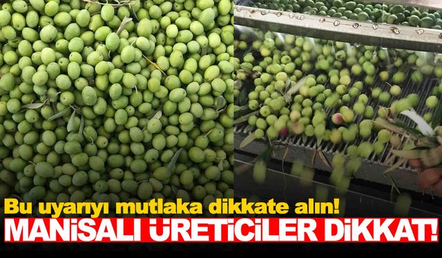 Zeytin üreticilerine ‘Erken hasat’ uyarısı… Manisalı üreticiler dikkat!