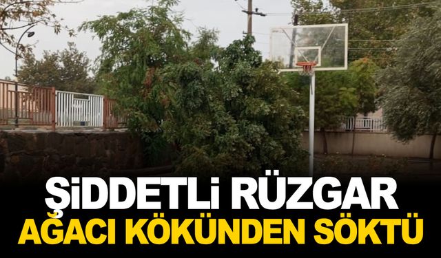 Manisa’da şiddetli rüzgar ağacı kökünden söktü