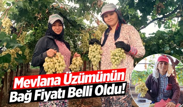 Mevlana Üzümünün Bağ Fiyatı Belli Oldu!