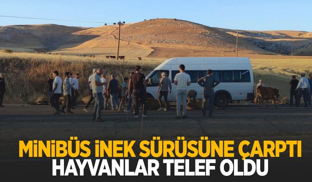 Minibüs sürüye daldı… Onlarca hayvan telef oldu!