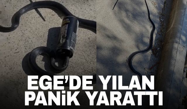 Ege'de yılan paniği!