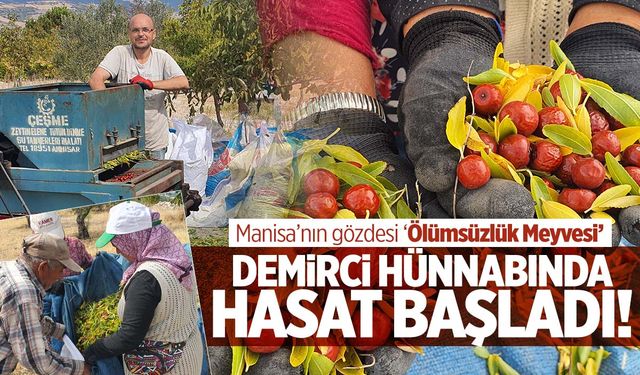 ‘Ölümsüzlük meyvesi’ olarak biliniyor… Manisa’da hasadı başladı!