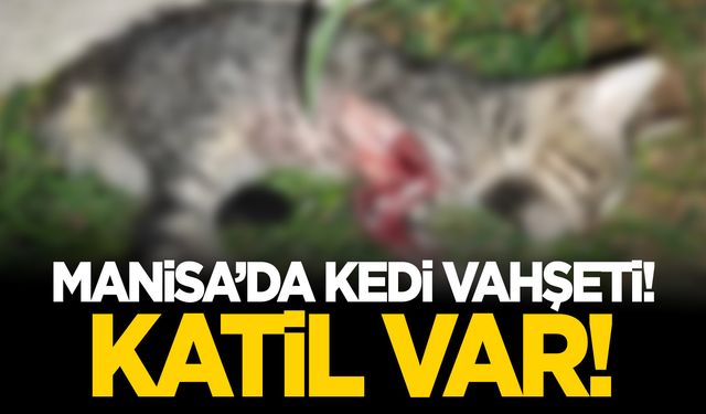 Manisa'da kedi ölümleri: Katil var!