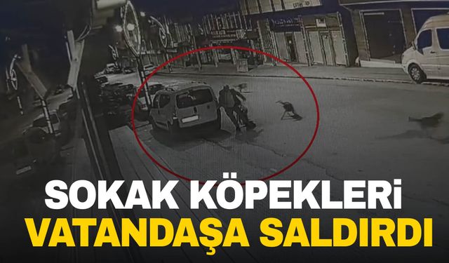 Sokak köpekleri vahşet saçtı!