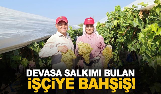 Manisa’da devası üzüm salkımını bulan işçiye bahşiş