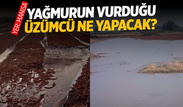 Üzümcüyü yağmur vurdu: Manisa Valisi açıklama yaptı!