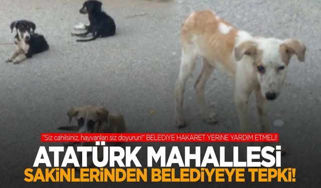 Manisa'da yavru köpekler yardım bekliyor! Atatürk Mahallesi sakinleri tepkili: Hakaret etmek yerine yardım edin!