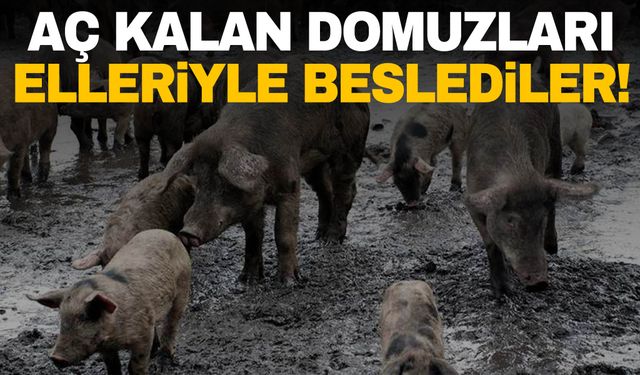 Aç kalan domuzları elleriyle beslediler