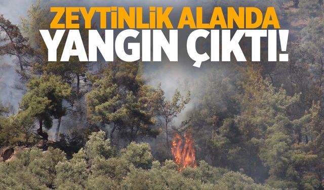 Aydın’da zeytinlik yangını… Ekipler müdahale ediyor!