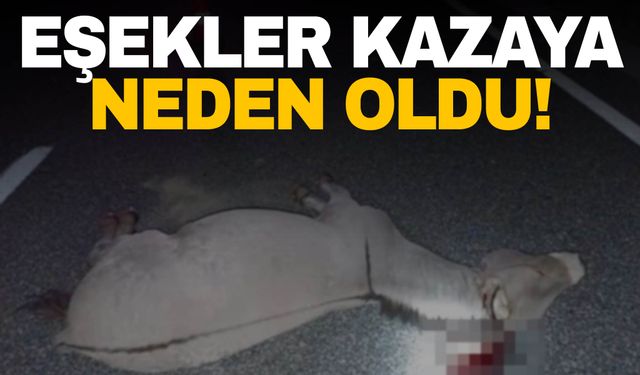 Başıboş dolaşan eşekler kazaya neden oldu