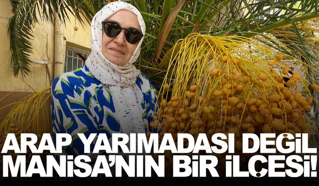 Burası Arap yarımadası değil Manisa… Ağaç incelemeye alındı!