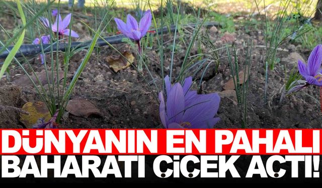 Dünyanın en pahalı baharatı Türkiye’de yetişiyor… Çiçek açmaya başladılar