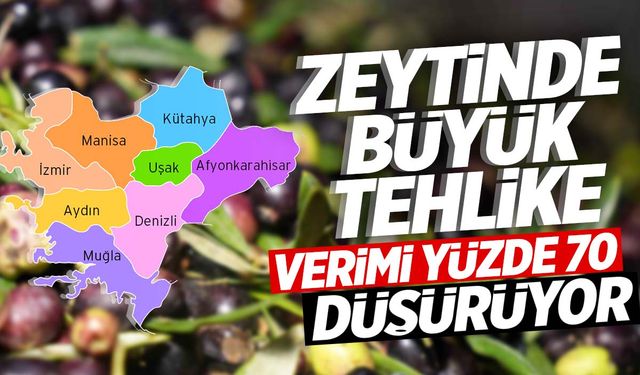 Ege’de zeytin tehlike altında! Kaliteyi düşürüyor…