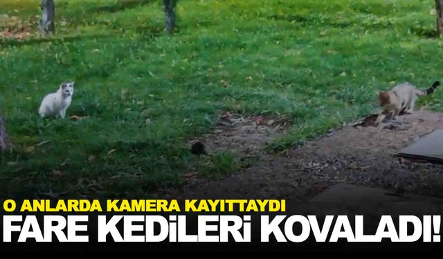 Fare kedileri kovaladı… Gülümseten görüntüler!